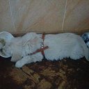 ���� �������� ���������, ���������, 54 ���� - ��������� 4 ������ 2015 � ������ �г���