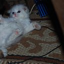 ���� ���������, �������, 62 ���� - ��������� 22 ����� 2015