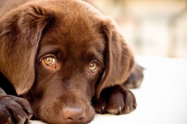 МЕЖДУ ПИТОМЦАМИ И ИХ ХОЗЯЕВАМИ ВОЗМОЖНО ЕСТЬ ДУХОВНАЯ СВЯЗЬ.Сегодня очень многие, пожалуй, знают, ... - 3