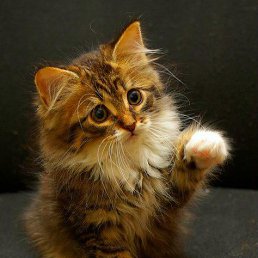 ���, ������, 29 ���