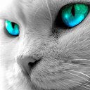���� Amina, ���� - ��������� 4 ������ 2015 � ������ ���� ����������