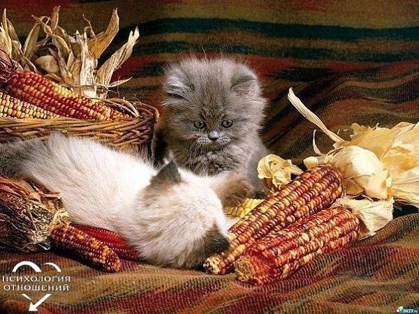 — Как это называется, когда у тебя внутри тепло, ты всем доволен и хочешь, чтобы все оставалось так, ... - 2