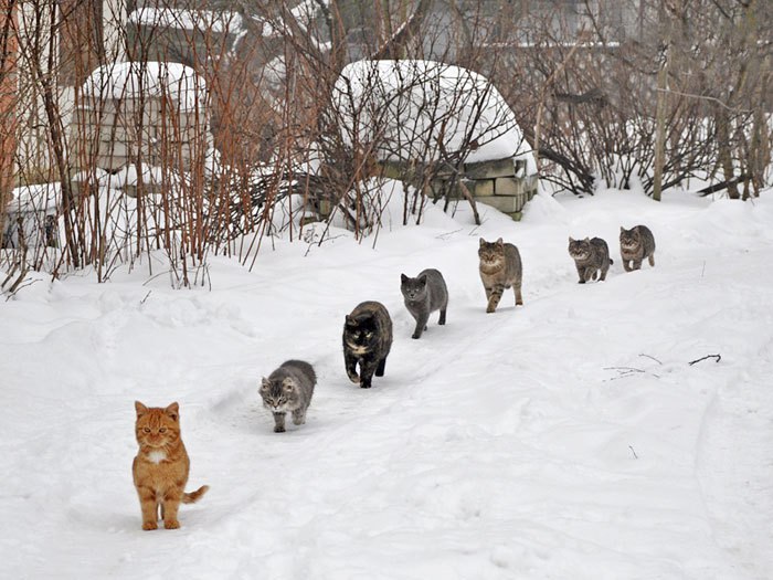 CATS OF ALL - 23  2015  08:09