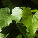 ���� �������, �����������, 57 ��� - ��������� 21 ������� 2014 � ������ �������