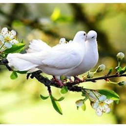 �������, ���������, 52 ����