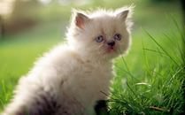  :3 