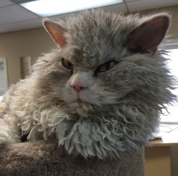 Суровые коты