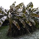 ���� ���, ����, 65 ��� - ��������� 10 ������ 2015 � ������ ������ ��������