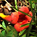 �������� 2014. �� ������� ������Ż