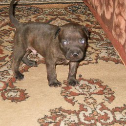 ����, ������, 51 ���