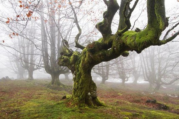    (Gorbea Natural Park)     ().    ... - 3