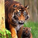 ���� �����, ������, 51 ��� - ��������� 6 ������ 2015 � ������ �����ۻ