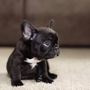 ���� �������, ����������, 40 ��� - ��������� 8 ������� 2015 � ������ ������ ��������