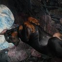 ���� �����, �����-��������� - ��������� 8 ������ 2015 � ������ ������ ��������