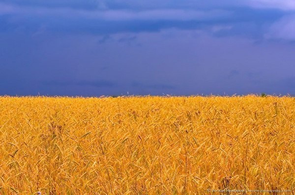Цветочные поля, песчаный пляж и синее небо становятся красками. Флаги стран от самой природы. Россия ... - 5