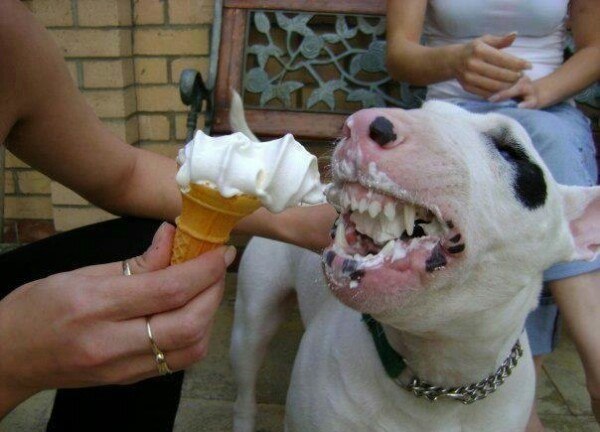 Итак продолжаем сеять светлое и доброе! Традиционно у нас сегодня дети, животные, чудаки и праздники ... - 7