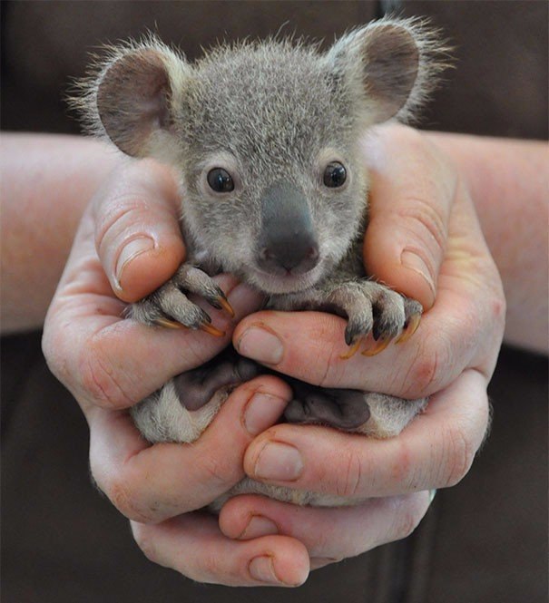 10 �������, ������ ������ :).#animal@travel.blog - 7