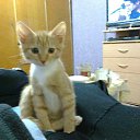 ���� ������, ����� - ��������� 1 ����� 2015 � ������ �������