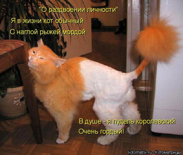Kошки Kрошки - 16 февраля 2015 в 15:46