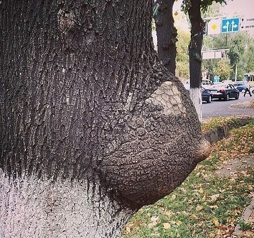  ))