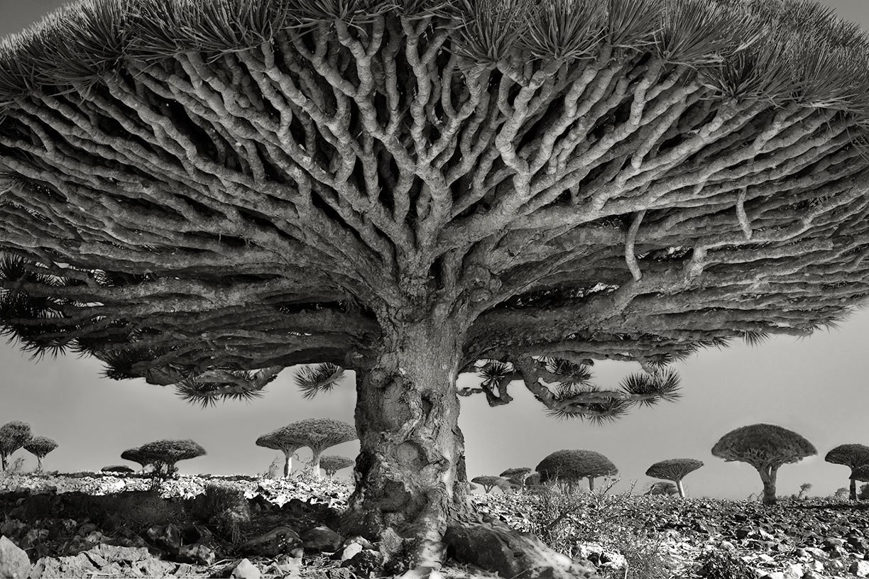 The Most Ancient and Magnificent Trees From Around the World.Heart of the Dragon. Socotra, Yemen, ...