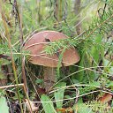 ���� ����, ������ - ��������� 20 ������� 2014 � ������ ������� 2014 (����� ) ��� �������