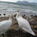 ���� �������, ������, 75 ��� - ��������� 17 ������� 2015 � ������ ������ ��������