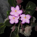 ���� ��������, ��������������, 50 ��� - ��������� 18 ������ 2015 � ������ ������ ��������