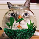 ���� ���������� ��������, �������, 50 ��� - ��������� 14 ������ 2015 � ������ ���� ����������