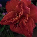 ��� �����...�������� �� ������� ���� ����������