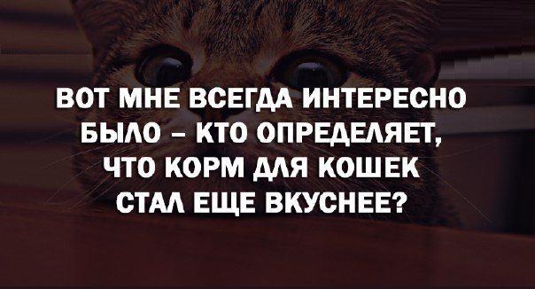 Характер 17. На душе скребутся кошки. Если на душе скребут кошки не вешайте нос. Если на душе скребут кошки. На душе кошки скребут статус.