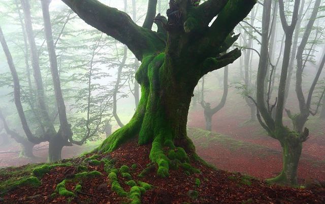    (Gorbea Natural Park)     ().    ... - 4