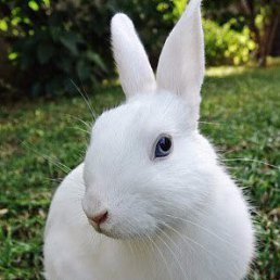 ���� White, �����������, 79 ��� - ��������� 15 ������ 2015