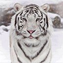 ���� ����, ��������, 41 ��� - ��������� 4 ������� 2015 � ������ ���� ����������