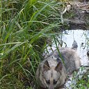 ���� Volk, �����, 67 ��� - ��������� 5 ����� 2015 � ������ ���� ����������