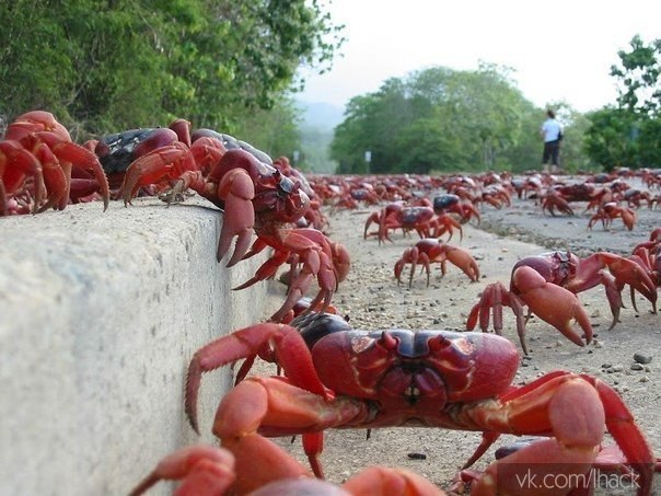 Есть такая чудесная штука, называется crab bucket theory — «теория ведра с крабами». Если вкратце, ...