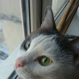 ���� �����, ���, 27 ��� - ��������� 15 ������ 2015