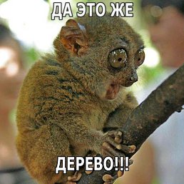 ����, �����, 36 ���