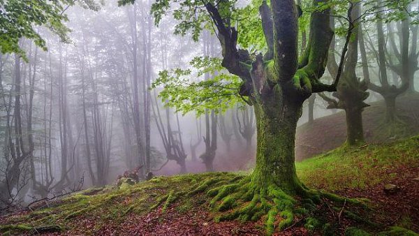    (Gorbea Natural Park)     ().    ... - 7