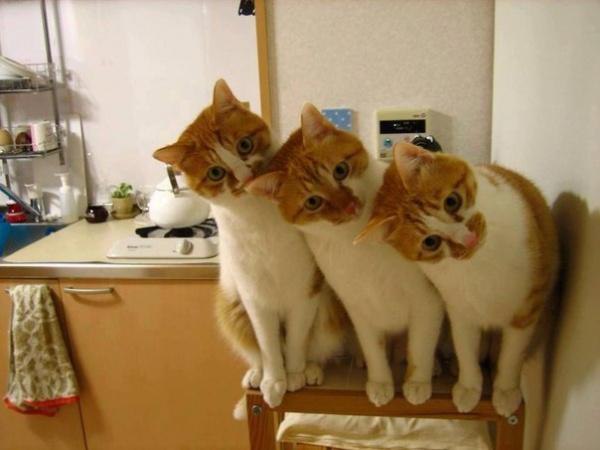 Синхронные коты. Это заговор. - 8