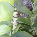 ����� �� ������� ���� ����������