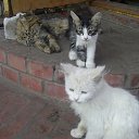 ���� ��������, �����-���������, 47 ��� - ��������� 8 ������� 2015 � ������ ���� ����������