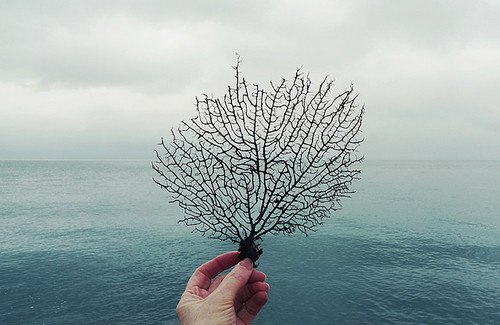 Ты знаешь, у деревьев, растущих на севере, чёткие годичные слои. Они стараются пережить зимние ...