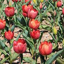  , , 60  -  13  2015      11.04.15.