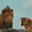 ���� �����, �����������, 51 ��� - ��������� 10 ������ 2015 � ������ ���� ����������