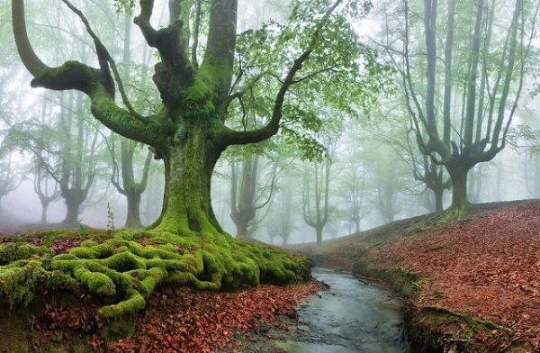    (Gorbea Natural Park)     ().    ...