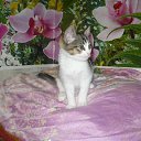  , , 51  -  14  2014    .