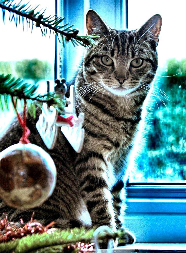 |В| Счастье есть... |В| - 29 декабря 2014 в 11:18 - 2