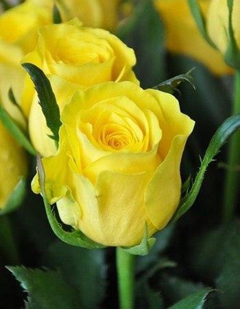 Самый лучший подарок, который дарит нам судьба - это люди, которым мы говорим