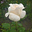 ���� ����, �������� - ��������� 21 ������� 2014